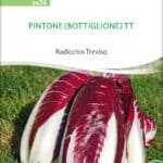 Pintone Radicchio zichorie chicoree Saatgut,Bio Sativa kompost und liebe kaufen alte sorten samenfest online shop garten selbstversorger