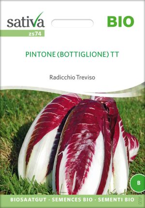 Pintone Radicchio zichorie chicoree Saatgut,Bio Sativa kompost und liebe kaufen alte sorten samenfest online shop garten selbstversorger