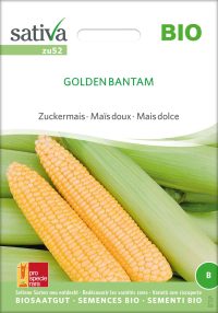 Golden Bantam zuckermais, samen bio saatgut sativa kompost&liebe kaufen online shop