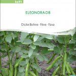 Eleonora,dicke bohne, puffbohne, saubohne, bohne , bio samen, saatgut , kaufen, sativa, biosamen