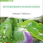 Rotonda Bianca Sfumata Di Rosa Aubergine samen bio saatgut sativa kompost&liebe kaufen online shop