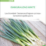 Ishikura Long White Winterheckenzwiebel lauchzwiebel freiland samen bio saatgut sativa kompost&liebe kaufen online shop