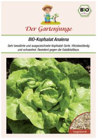 Analena Kopfsalat samen bio saatgut gartenjunge kompost&liebe kaufen online shop Gartenjunge bio