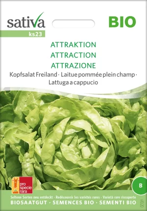 Attraktion Freiland Kopfsalat pro specie rara samen bio saatgut sativa kompost&liebe kaufen online shop