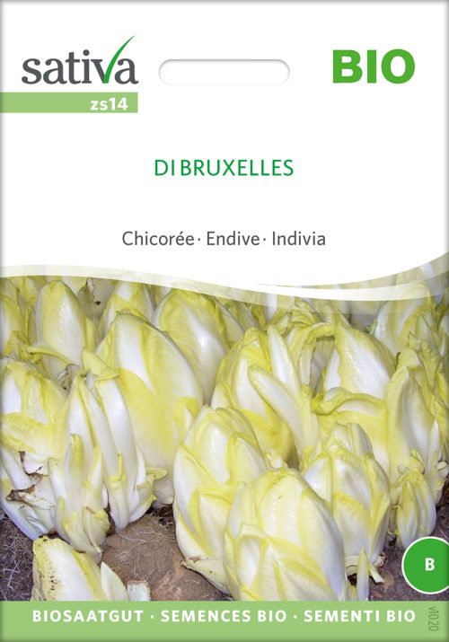Di Bruxelles Chicoree pro specie rara samen bio saatgut sativa kompost&liebe kaufen online shop