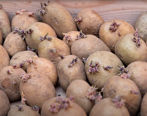 Pflanzkartoffeln vorkeimen für mehr Ertrag - Anleitung und Erklärung