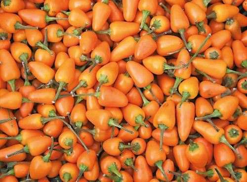 chili chilli capela orange paprika gemÃ¼se samen sativa reinsaat kompost&liebe kompost und liebe bio demeter dÃ¼ngung saatgut samen