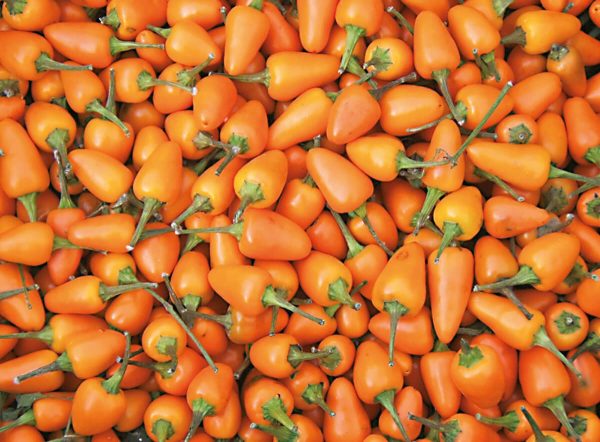 chili chilli capela orange paprika gemüse samen sativa reinsaat kompost&liebe kompost und liebe bio demeter düngung saatgut samen