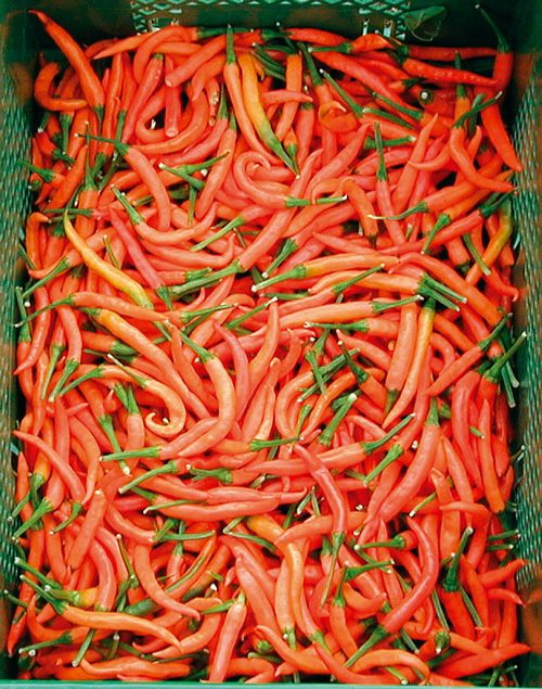 chili chilli pfefferoni lanterna de foc medium paprika gemüse samen sativa reinsaat kompost&liebe kompost und liebe bio demeter düngung saatgut samen