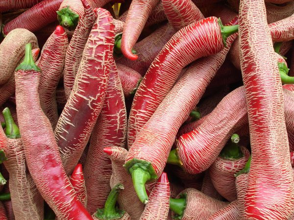 chili chilli pfefferoni elefant paprika gemüse samen sativa reinsaat kompost&liebe kompost und liebe bio demeter düngung saatgut samen
