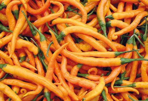 chili chilli pfefferoni turuncu spiral rot paprika gemüse samen sativa reinsaat kompost&liebe kompost und liebe bio demeter düngung saatgut samen