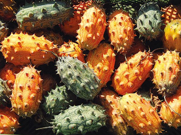 Salatgurke Schlangengurke Freilandgurke Stachelgurke Kiwano bio demeter gemüse samen sativa reinsaat kompost&liebe kompost und liebe bio demeter düngung saatgut samen rigotti rigottitomate