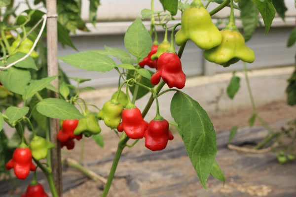 chili Glockenpaprika chilli pfefferoni medium paprika gemüse samen sativa reinsaat kompost&liebe kompost und liebe bio demeter düngung saatgut samen