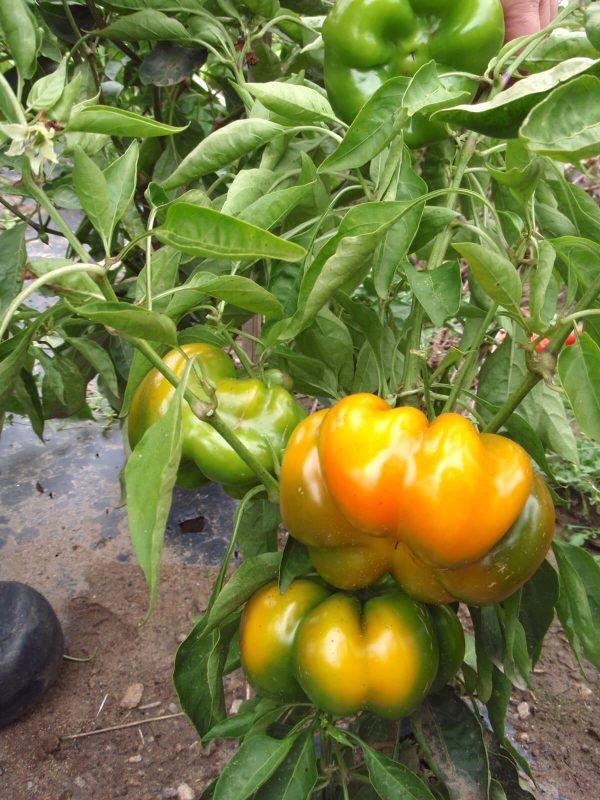 paprika Paradeisfrüchtiger Gelber bio demeter gemüse samen sativa reinsaat kompost&liebe kompost und liebe bio demeter düngung saatgut samen