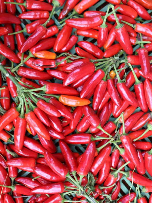 chili kusburnu chilli pfefferoni medium paprika gemüse samen sativa reinsaat kompost&liebe kompost und liebe bio demeter düngung saatgut samen