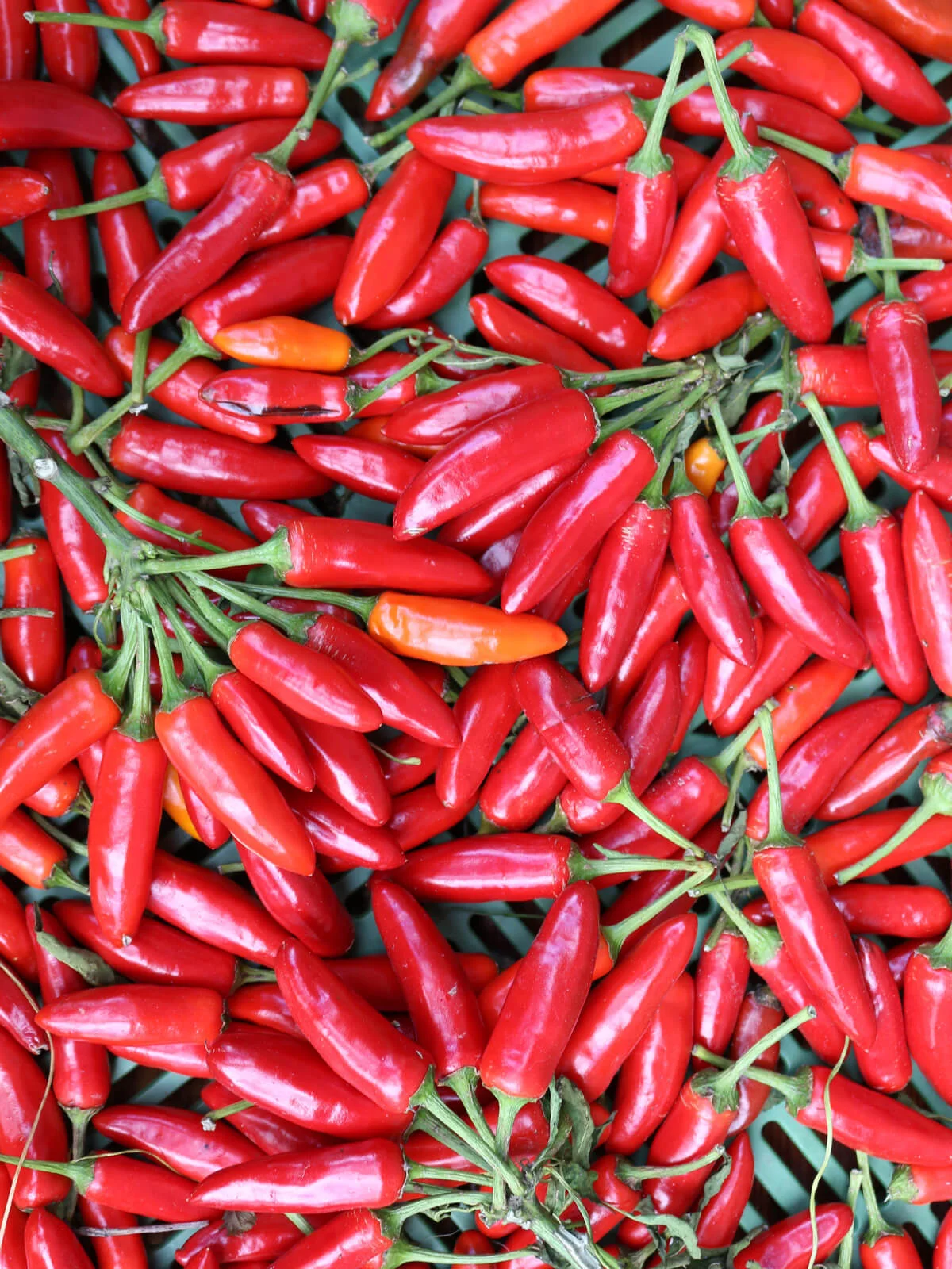 Kusburnu (MHD 24) 2 chili kusburnu chilli pfefferoni medium paprika gemüse samen sativa reinsaat kompost&liebe kompost und liebe bio demeter düngung saatgut samen