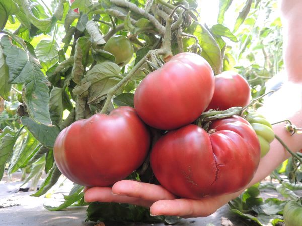 Tomate Tschernij Prinz Fleischtomate halbdeterminiert Buschtomate Balkontomate bio demeter gemüse samen sativa reinsaat kompost&liebe kompost und liebe bio demeter düngung saatgut samen rigotti rigottitomate