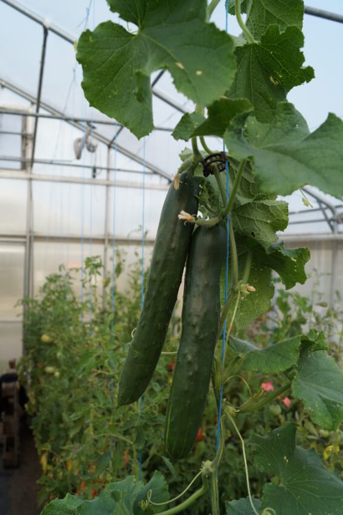 Salatgurke Schlangengurke Freilandgurke Shintokiwa halbdeterminiert Buschtomate Balkontomate bio demeter gemüse samen sativa reinsaat kompost&liebe kompost und liebe bio demeter düngung saatgut samen rigotti rigottitomate