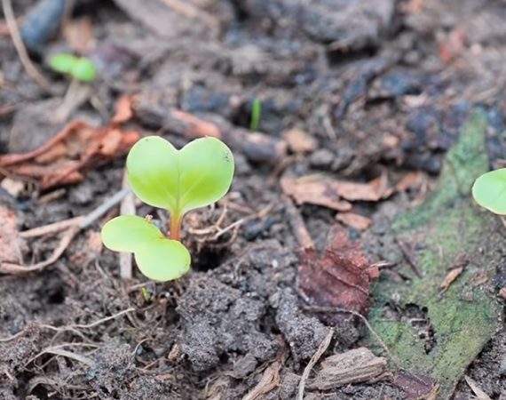 Ausssat voranzucht januar Feldsalat und kohl im gewächshaus
