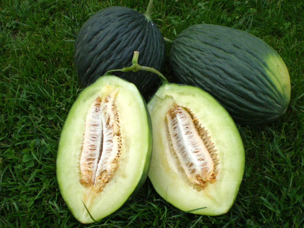 Tendral Negro Tardio 2 Zuckermelone Tendral Negro Tardio bio demeter gemüse samen sativa reinsaat kompost&liebe kompost und liebe bio demeter düngung saatgut samen rigotti rigottitomate
