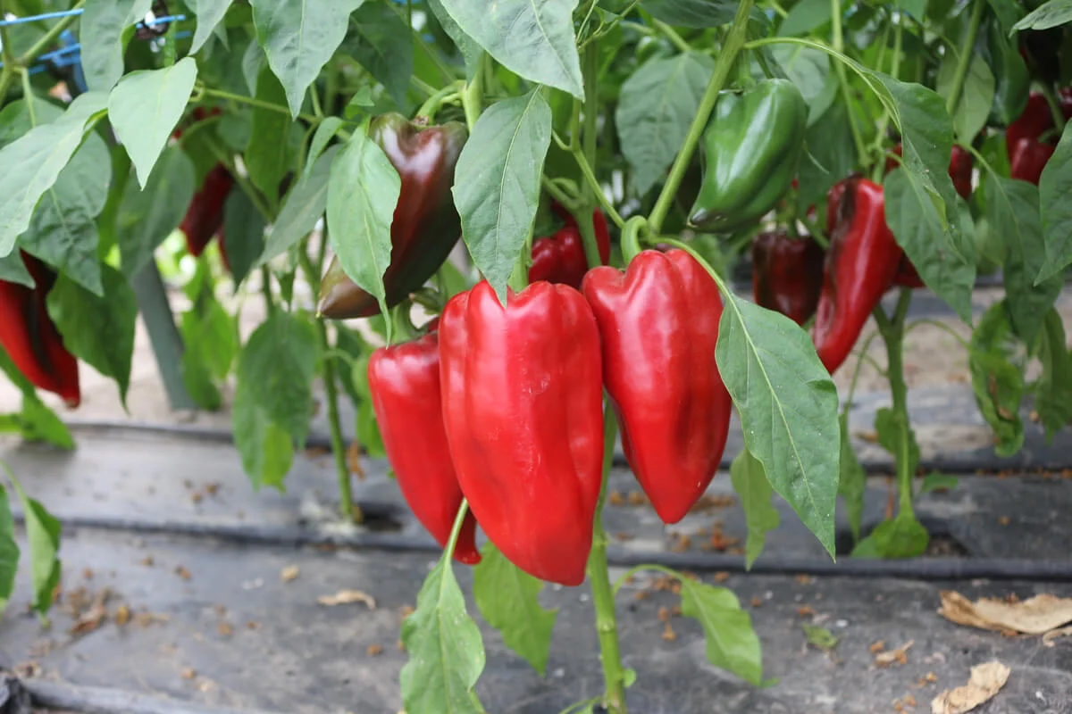 Karmen 2 paprika karmen bio demeter gemüse samen sativa reinsaat kompost&liebe kompost und liebe bio demeter düngung saatgut samen