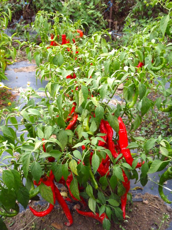 chili chilli pfefferomni sigaretta rot paprika gemüse samen sativa reinsaat kompost&liebe kompost und liebe bio demeter düngung saatgut samen