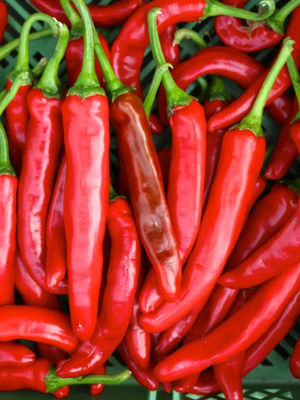chili chilli pfefferoni taeyang medium paprika gemüse samen sativa reinsaat kompost&liebe kompost und liebe bio demeter düngung saatgut samen