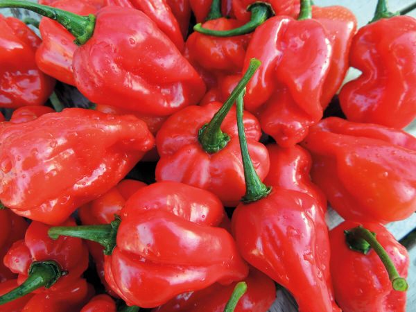 chili habanero numex suave red chilli pfefferoni medium paprika gemüse samen sativa reinsaat kompost&liebe kompost und liebe bio demeter düngung saatgut samen