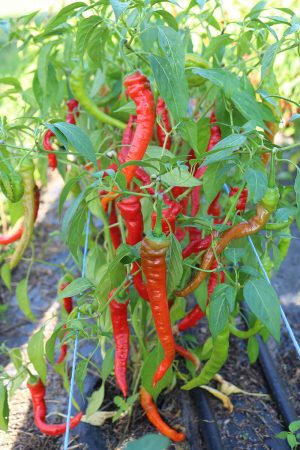 Lombardo sigaretta chili chilli pfefferoni medium paprika gemüse samen sativa reinsaat kompost&liebe kompost und liebe bio demeter düngung saatgut samen