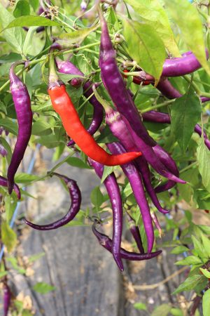 Mauritz chili chilli pfefferoni medium paprika gemüse samen sativa reinsaat kompost&liebe kompost und liebe bio demeter düngung saatgut samen