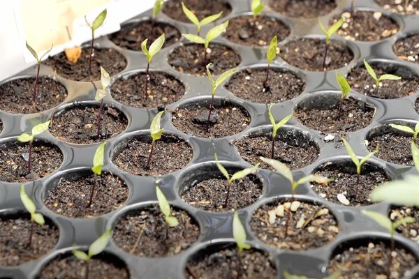 Quickpot Anzuchtplatten kaufen Herkuplast Vorzucht Anzucht Voranzucht Gemüse selbst ziehen