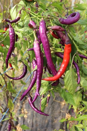 Diavoletto chili chilli pfefferoni medium paprika gemüse samen sativa reinsaat kompost&liebe kompost und liebe bio demeter düngung saatgut samen