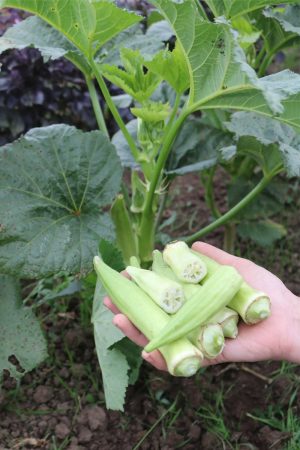 Okra Silver Queen Samen Saatgut kaufen culinaris