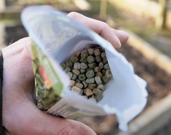 Aussaatkalender Februar Aussaat und Voranzucht im Februar