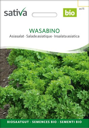 Asiasalat wasabino pro specie rara samen bio saatgut sativa kompost&liebe kaufen online shop