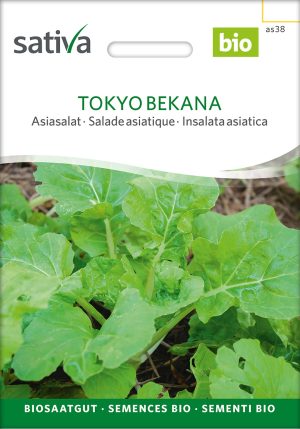 Tokyo Bekana Asiasalat samen bio saatgut sativa kompost&liebe kaufen online shop