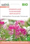 spinnenpflanze einjährige blumen Insektenweide Bienenweide einjährige blumen pro specie rara samen bio saatgut sativa kompost&liebe kaufen online shop