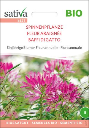 spinnenpflanze einjährige blumen Insektenweide Bienenweide einjährige blumen pro specie rara samen bio saatgut sativa kompost&liebe kaufen online shop