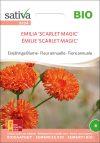 emilia scarlet magic roggli riesen einjährige blumen Insektenweide Bienenweide einjährige blumen pro specie rara samen bio saatgut sativa kompost&liebe kaufen online shop