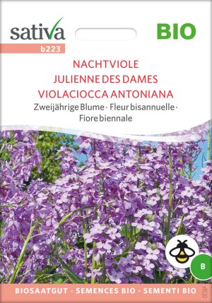 Nachtviole zweijährige blumen Insektenweide Bienenweide einjährige blumen pro specie rara samen bio saatgut sativa kompost&liebe kaufen online shop