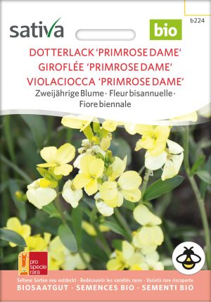 Dotterlack 'Primerose Dame' zweijährige blumen stauden Insektenweide Bienenweide einjährige blumen pro specie rara samen bio saatgut sativa kompost&liebe kaufen online shop bestellen demeter