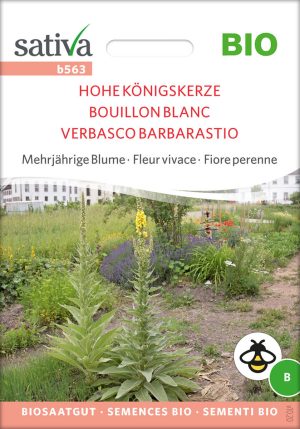 Hohe Königskerze Insektenweide Bienenweide mehrjährige blumen pro specie rara samen bio saatgut sativa kompost&liebe kaufen online shop