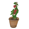 balkontomaten buschtomaten tomaten cherrytomaten fleischtomaten gewächshaustomaten freilandtomaten pelatitomaten alte sorte bio saatgut kaufen samenfest sativa alte sorten vielfalt garten anbauen pflanzen reinsaat kompost&liebe kompost und liebe bio demeter düngung saatgut samen