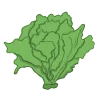 Eissalat Eisbergsalat batavisalat bio saatgut kaufen samenfest sativa alte sorten vielfalt garten anbauen pflanzen reinsaat kompost&liebe kompost und liebe bio demeter düngung saatgut samen