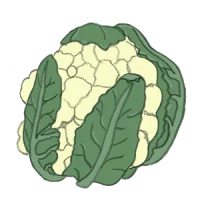 blumenkohl kaufen samenfest sativa alte sorten vielfalt garten anbauen pflanzen reinsaat kompost&liebe kompost und liebe bio demeter düngung saatgut samen