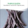 purple queen Bio Buschbohne samen saatgut sativa kompost&liebe kaufen online shop