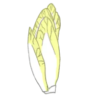 chicoree salat bio saatgut kaufen samenfest sativa alte sorten vielfalt garten anbauen pflanzen reinsaat kompost&liebe kompost und liebe bio demeter düngung saatgut samen