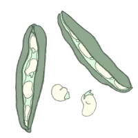 dicke bohnen saubohne pferdebohne puffbohnen samen bio saatgut kaufen samenfest sativa alte sorten vielfalt garten anbauen pflanzen reinsaat kompost&liebe kompost und liebe bio demeter düngung saatgut samen