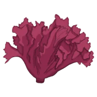 Eichblattsalat bio saatgut kaufen samenfest sativa alte sorten vielfalt garten anbauen pflanzen reinsaat kompost&liebe kompost und liebe bio demeter düngung saatgut samen