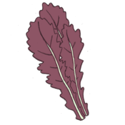 asiasalatrot Asiasalat kohl salat gemüse samen sativa reinsaat kompost&liebe kompost und liebe bio demeter düngung saatgut samen